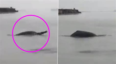 Viral News | Endangered Ganges River Dolphins Spotted in Meerut! 5 ...