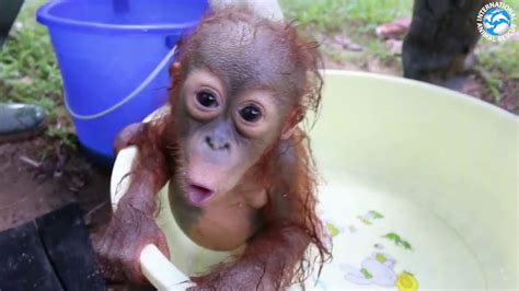 Baby Orangutan