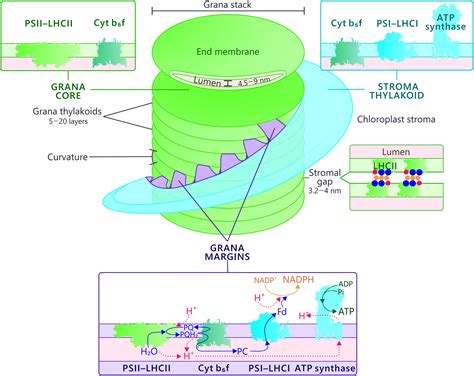 Composition, phosphorylation and dynamic organization of photosynthetic ...