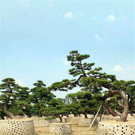 Japanese black pine | In The Shadow Of The Pines | Picture tree, Garden, Bonsai