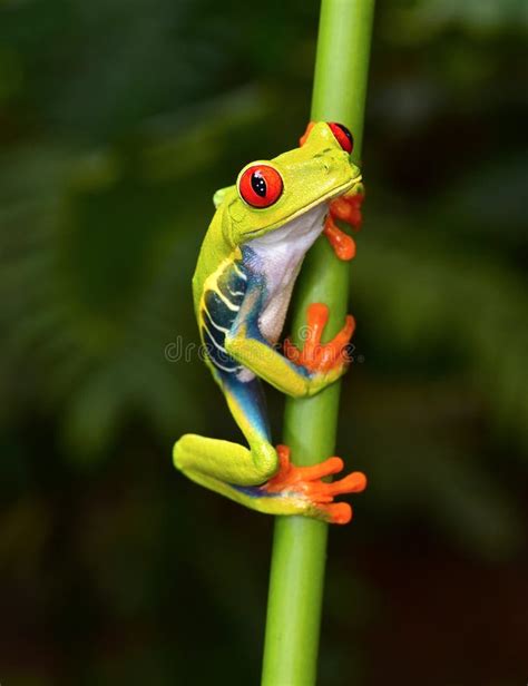 Red-eyed Tree Frog. Agalychnis Callidryas Stock Image - Image of natural, green: 277150189