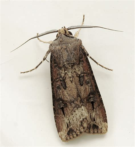 Agrotis ipsilon (Black cutworm moth)