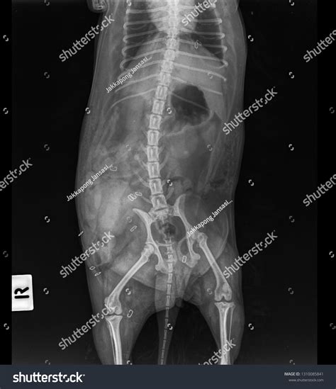 X Ray Abdominal Hernia Dog Front Stock Photo 1310085841 | Shutterstock