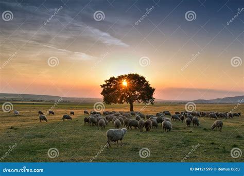 Flock of Sheep Grazing in a Hill at Sunset. Stock Image - Image of ...