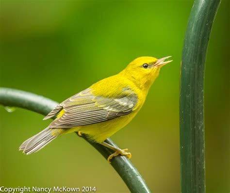 Blue Winged Warbler | Welcome to NancyBirdPhotography.com