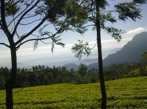 Coonoor Tea Estates | Veethi