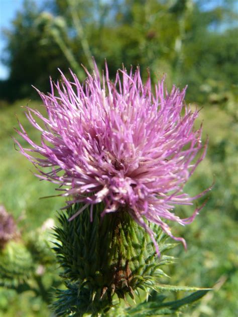 Burdock flower stock image. Image of summer, pink, purple - 194086647