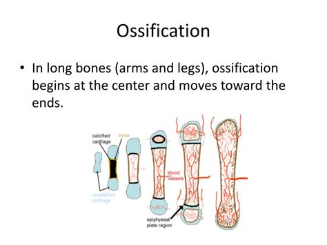 When Does Ossification Occur