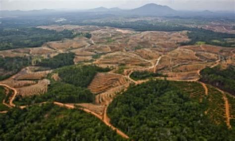 Kerusakan Hutan di Kalimantan – RFMRC-SEA