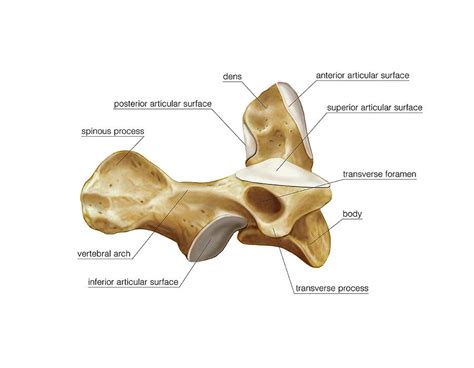 Axis Vertebra Photograph by Asklepios Medical Atlas - Fine Art America