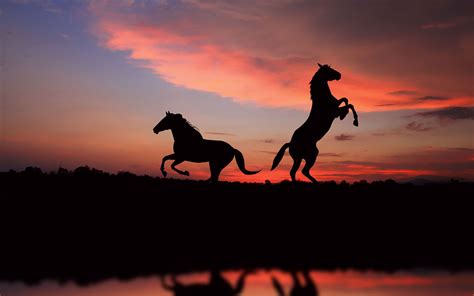 Horse silhouettes in the sunset light - HD Wallpapers Image | Horse wallpaper, Horse pictures ...