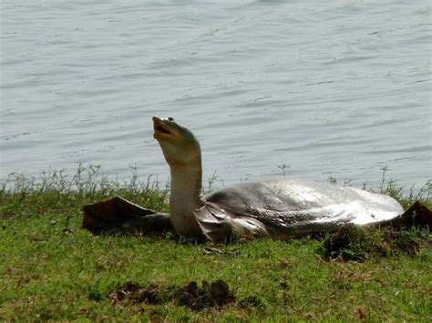 Ganges Softshell Turtle (Nilssonia gangetica) Found in the Ganges ...