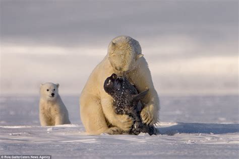 Polar bear and cubs ѕteаl ѕeаɩ cubs in front of the mother ѕeаl
