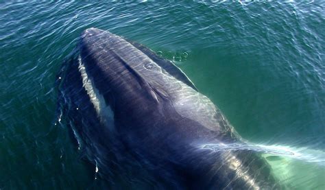 Fin Whales - Facts, Information, Habitat & Pictures