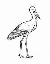 Storch Bocian Kolorowanka Malvorlagen Jednej Stork Cicogna Ptaki  sketch template