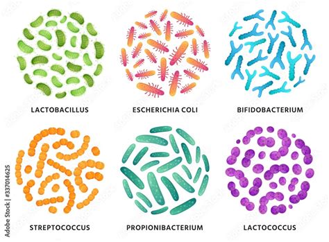 Lactobacillus Bulgaricus Probiotic Lactobacillus Yogurt Probiotics | My ...