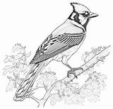 Coloring Pages Birds sketch template
