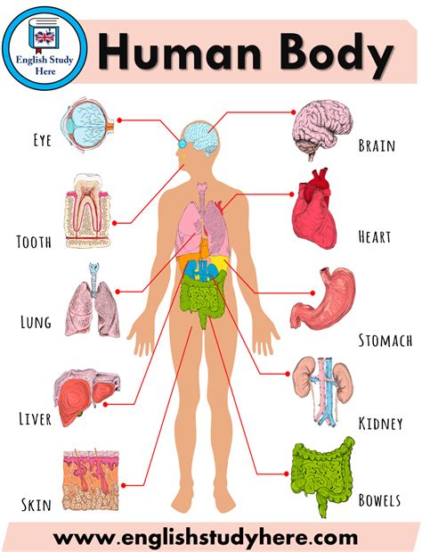 Human Body | Human body parts, Human body science, Human body