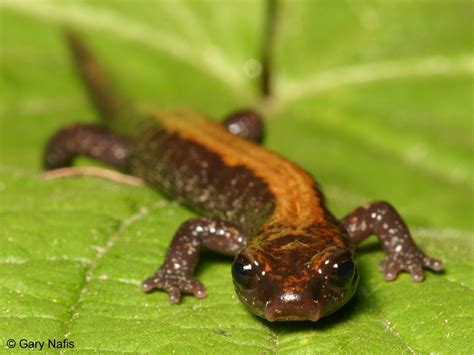 Coeur d'Alene Salamander - Plethodon idahoensis