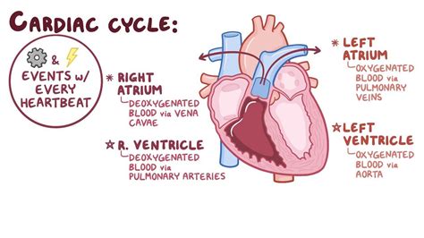 Cardiac Cycle Diagram Explained