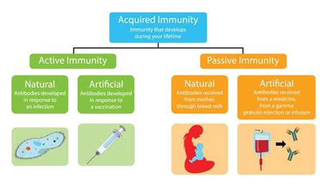 Types of Immunity: Active, Passive, Herd and How to Boost | Hiswai