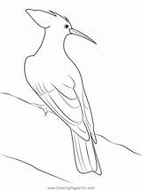 Woodpecker 2 Coloring Page For Kids  Free Woodpeckers Printable sketch template