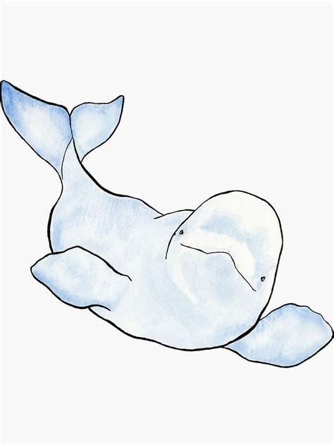 25+ Cute Beluga Whale Drawing | HasnaHarmaya