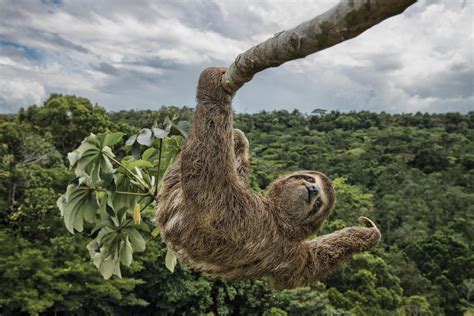 Moving fast to photograph a slow sloth | Magazine Articles | WWF