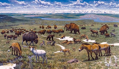 An illustration showing the variety of ice age animals, created by the National Geographic ...