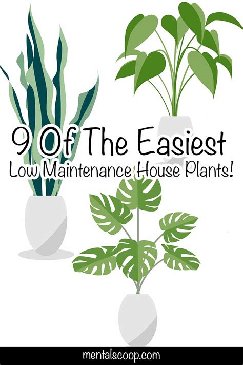 9-Of-The-Easiest-Low-Maintenance-House-Plants - Mental Scoop