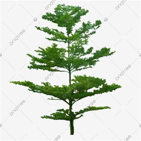 Terminalia Mantaly Hd Transparent, Terminalia Mantaly Pohon Ketapang ...