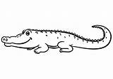 Alligator Free coloring Page  Download Print Or Color Online For sketch template