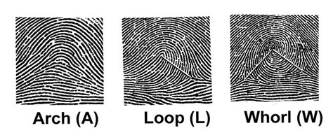 Basic fingerprint patterns: (a) the arch is the simplest of all the... | Download Scientific Diagram