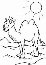Kamelen Kamele Ausmalbilder Karavaan Caravane Carovana Colorare Fun  sketch template