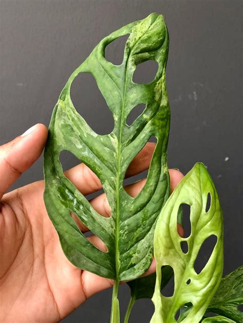 Monstera Adansonii Mint Variegated Live Whole Plant Fully | Etsy