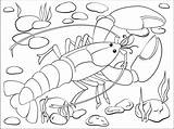 Pretty Drawing Of A lobster To color  Lobster Coloring Pages sketch template