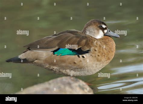 Brazilian Teal Duck - Amazonetta brasiliensis Stock Photo - Alamy