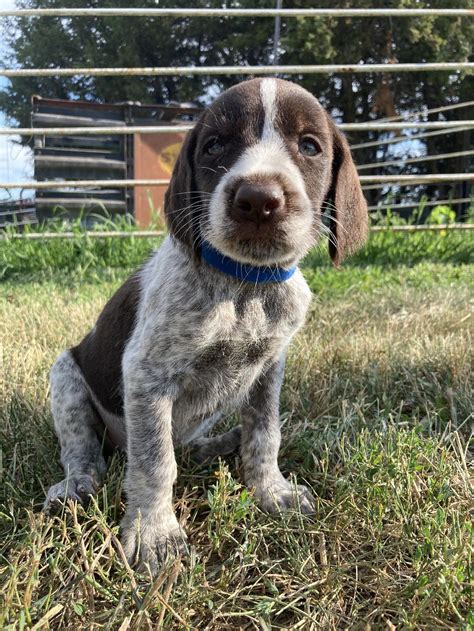 MALE GERMAN WIREHAIR PUPS