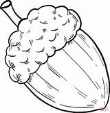 Acorn Coloring Page  Free Printable Coloring Pages sketch template