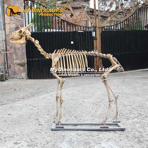 AS-088 Full Size Antelope Skeleton for Sale | My Dinosaurs