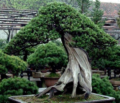 The Different Types Of Bonsai Trees | hubpages
