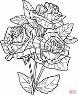 Roses Coloring Pages Printable Free sketch template
