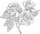 Roses Coloring Pages To Print sketch template
