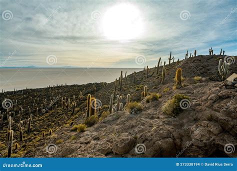 Cactus Island in the Salar De Uyuni in the Bolivian Altiplano Stock Photo - Image of salt, plant ...