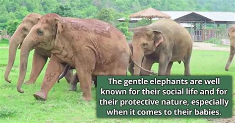 Herd Of Elephants Runs To Warmly Welcome An Orphaned Baby Elephant At ...