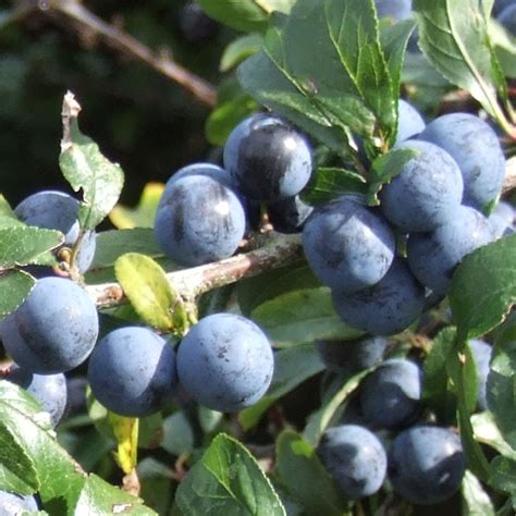 Sloe Bush | Blackthorn | Prunus spinosa | Buy online