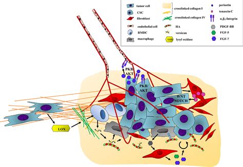 Frontiers | Targeting ECM Disrupts Cancer Progression