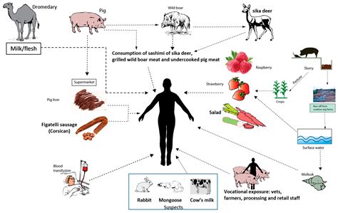 Viruses | Free Full-Text | Transmission of Hepatitis E Virus in ...