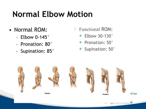 PPT - Elbow Anatomy and Biomechanics PowerPoint Presentation, free ...