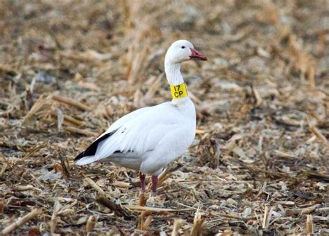 Seeing a snow goose migration is a unique experience | News, Sports ...